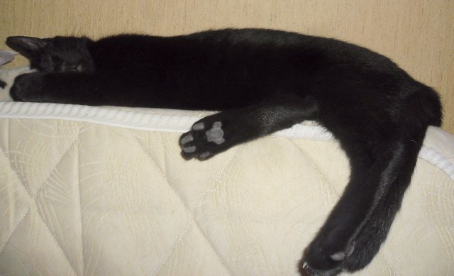 Hestia, chatonne noire, née début avril 2012 - Page 2 Sam_9020