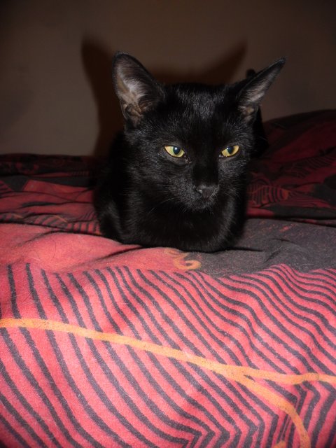 Hestia, chatonne noire, née début avril 2012 - Page 2 Sam_9411