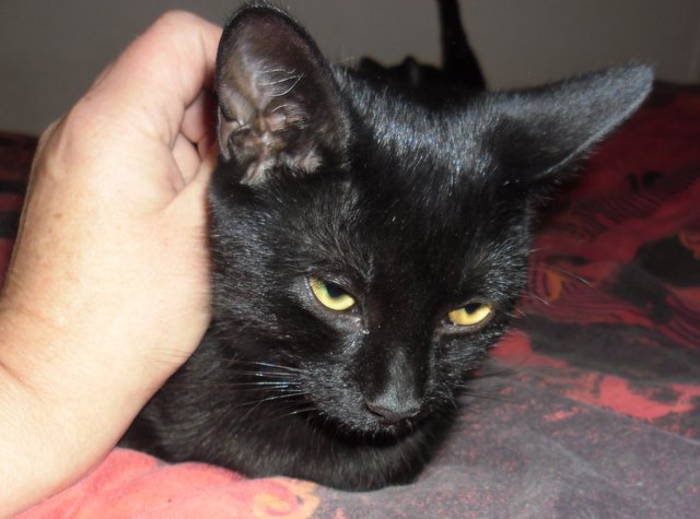 Hestia, chatonne noire, née début avril 2012 - Page 2 Sam_9413