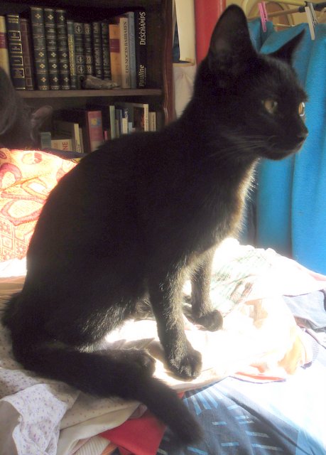 Hestia, chatonne noire, née début avril 2012 - Page 2 Sam_9813