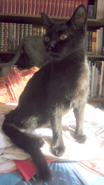 Hestia, chatonne noire, née début avril 2012 - Page 2 Sam_9814
