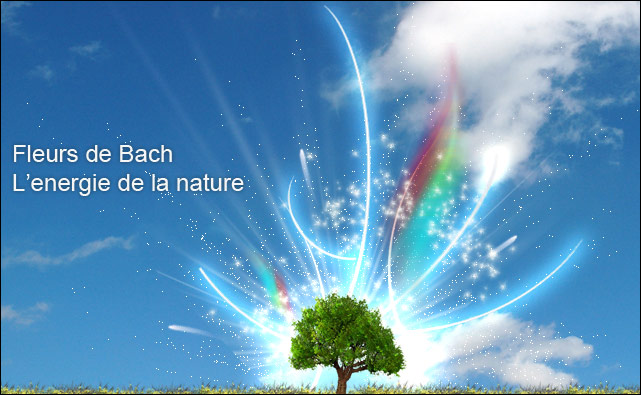 Les Fleurs De Bach  Fleurs10