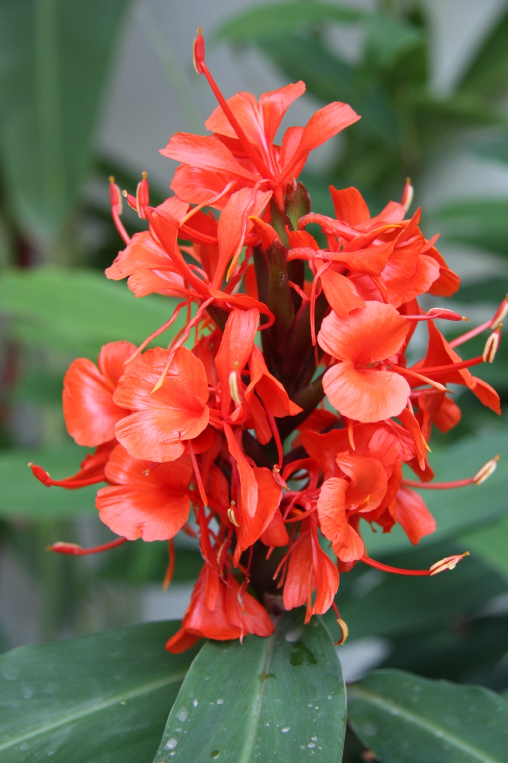 Et celle-là, facile à cultiver au chaud en été...//Hedychium greenii Img_6910