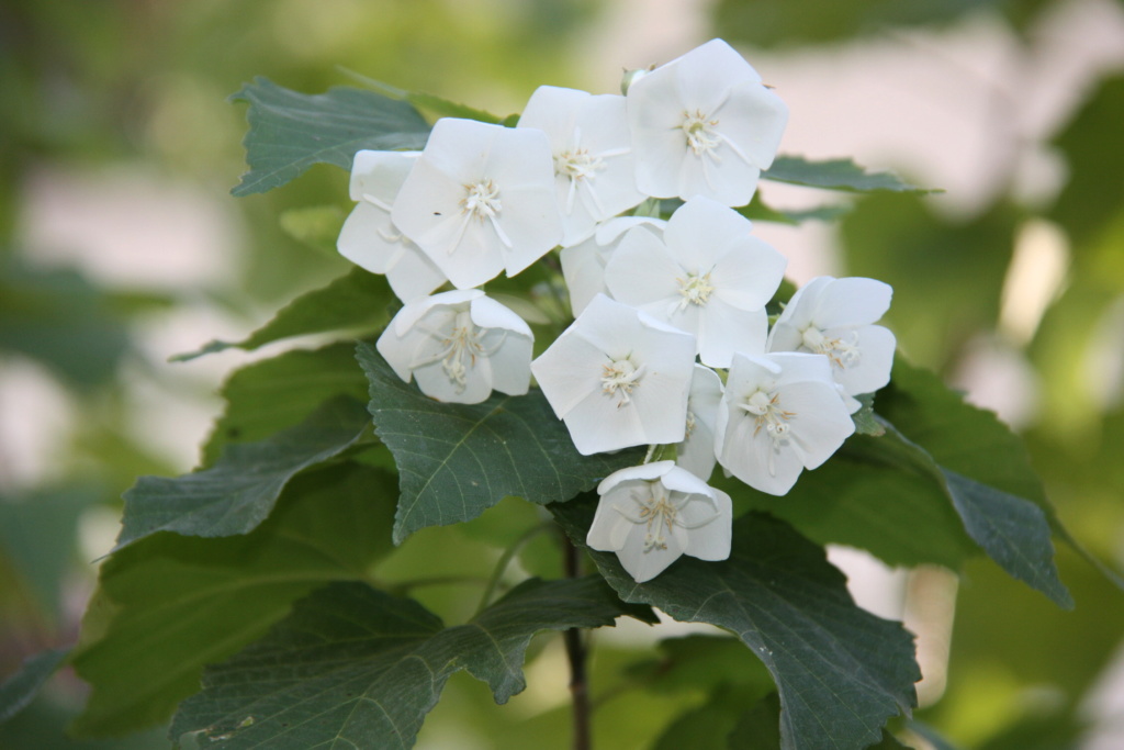 Une nouvelle devinette // Dombeya tiliacea Robert19