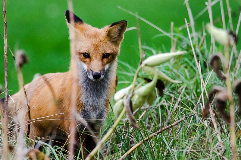 Une histoire de renard... 102_9811