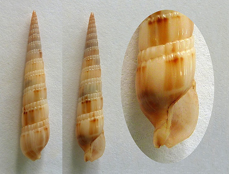 Terebridae Punctoterebra baileyi - (Bratcher & Cernohorsky, 1982) Duplic10