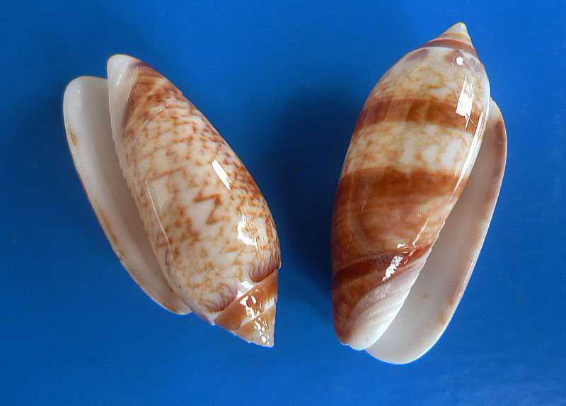 Americoliva bifasciata Kuster, 1878 - Worms = Oliva bifasciata bifasciata Küster in Weinkauff, 1878· Oliva110