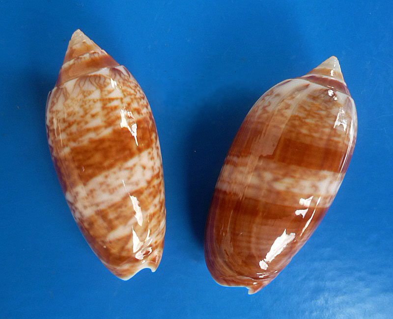 Americoliva bifasciata Kuster, 1878 - Worms = Oliva bifasciata bifasciata Küster in Weinkauff, 1878· Oliva111