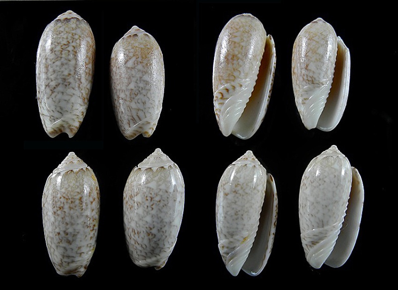 Americoliva jamaicensis zombia (Petuch & Sargent, 1986) - Worms = Oliva jamaicensis Marrat, 1867 Oliva_11