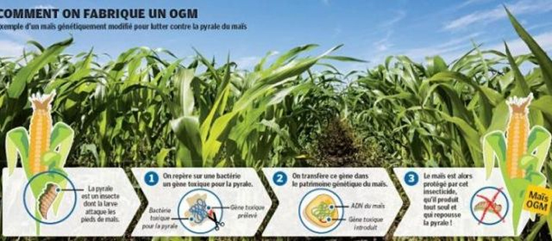 Les OGM sont dangereux 2012-011
