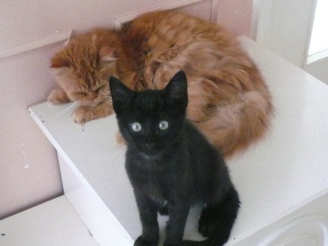 Hamlet chaton noir né en août 2012 P1030713