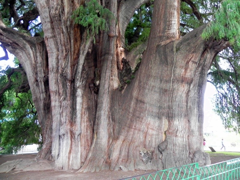 El Árbol del Tule - Santa Maria del Tule, Oaxaca Dscn3711