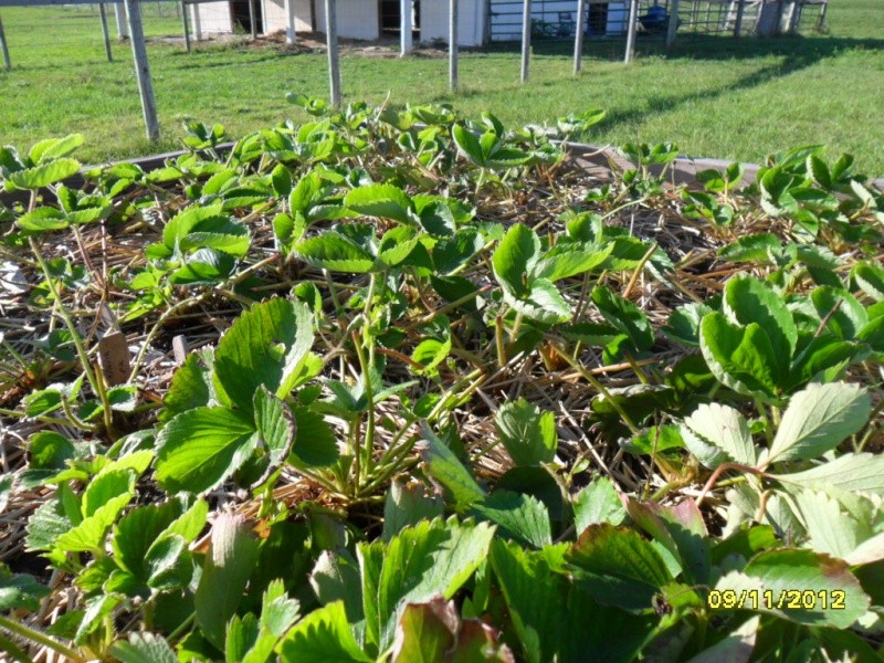 strawberries renovation - 2012 pictures of Birth of new strawberry bed through 1st renovation 9-11-110