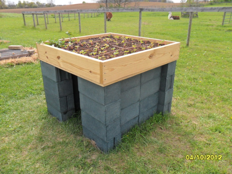 strawberries - 2012 pictures of Birth of new strawberry bed through 1st renovation Strawb10