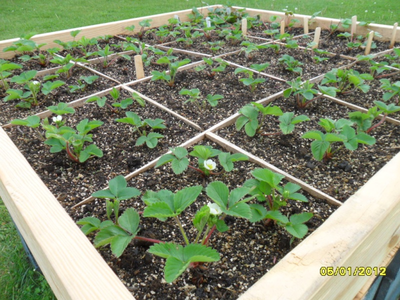 strawberries - 2012 pictures of Birth of new strawberry bed through 1st renovation Strawb12