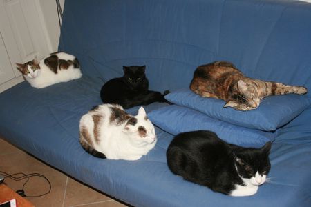 La vie de mes chats en RP... de retour à Amiens !! :D - Page 6 Canape10