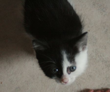 Pile-Poil, alias Pilou (ex-Ménélas), chaton noir et blanc, né mi-juin 2012 Menela12