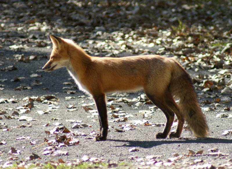 Histoire de....Renard à la chasse Parc_n36