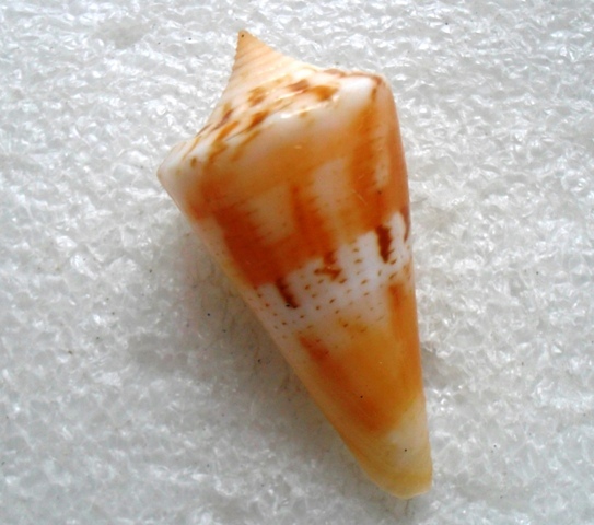 Conus (Splinoconus) voluminalis Reeve, 1843 Kgrhqj12