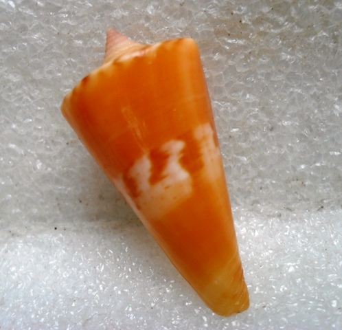 Conus (Splinoconus) voluminalis Reeve, 1843 Kgrhqr10