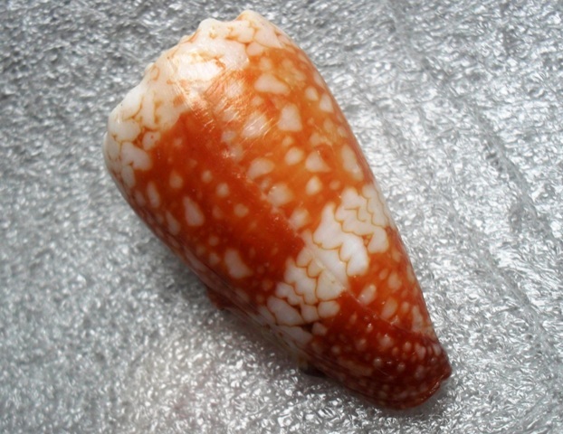 Conus (Conus) vidua cuyoensis f. mozoii (Lorenz & Barbier, 2012)  Kgrhqr12