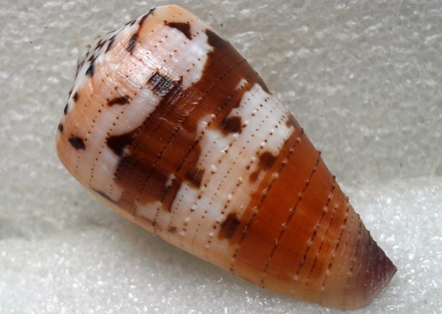 Conus (Strategoconus) circumactus   Iredale, 1929 Kgrhqv10