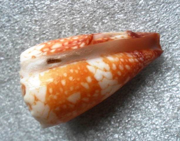 Conus (Conus) vidua cuyoensis f. mozoii (Lorenz & Barbier, 2012)  Kgrhqv20