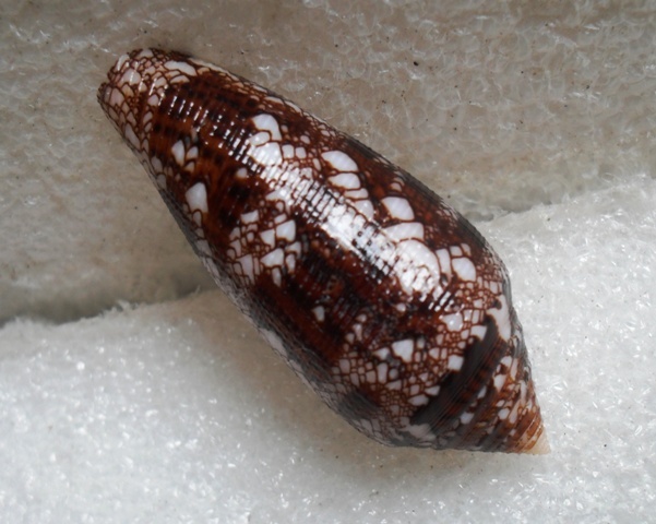 Conus (Cylinder) aureus Hwass in Brugière, 1792 T2ec1621