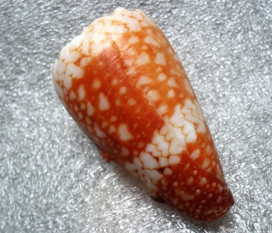 Conus (Conus) vidua cuyoensis f. mozoii (Lorenz & Barbier, 2012)  T2ec1631