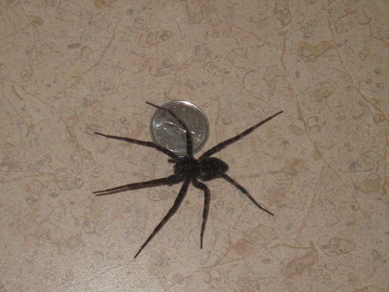 Une très grosse araignée!! 00112