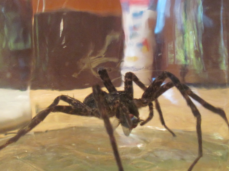Une très grosse araignée!! 00213