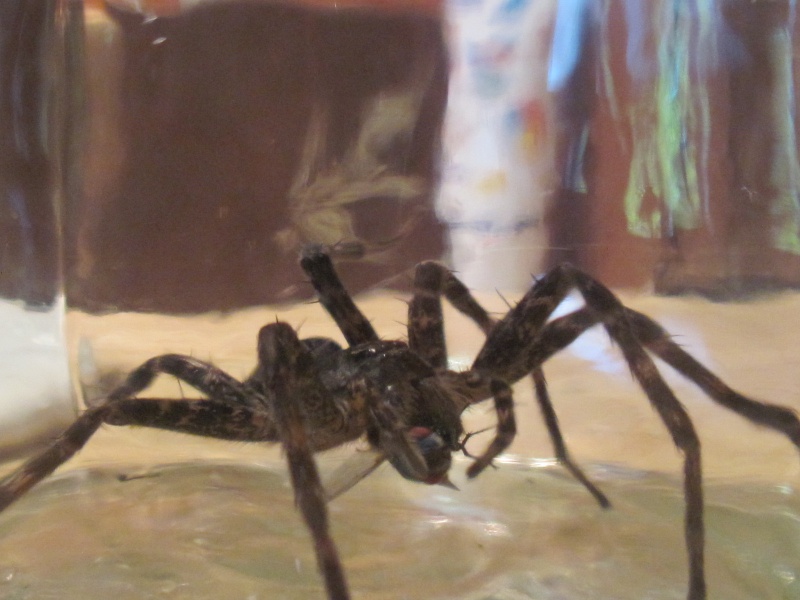 Une très grosse araignée!! 00313