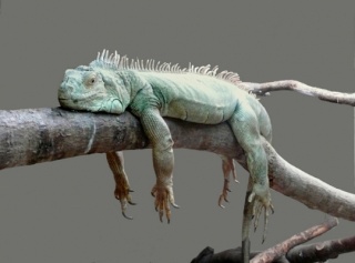 [VDS] Ato reconstructible IGUANE Iguane10