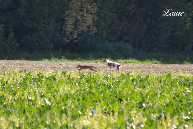 "Reportage de chasse .. " Dsc_0121