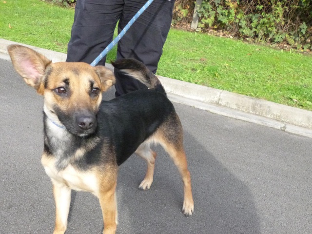 • MORGANE, croisée bergère, 2 ans et 1/2 - F 95007910