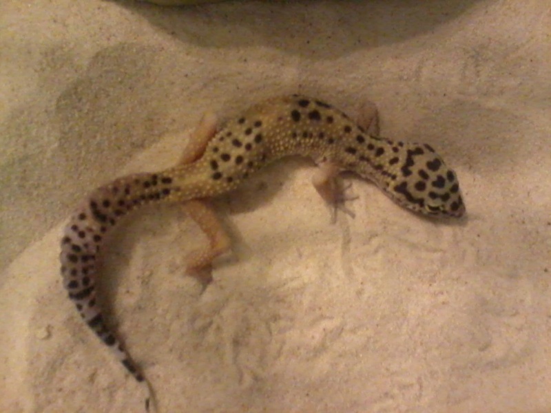 New Leopard Gecko rescue 09261210