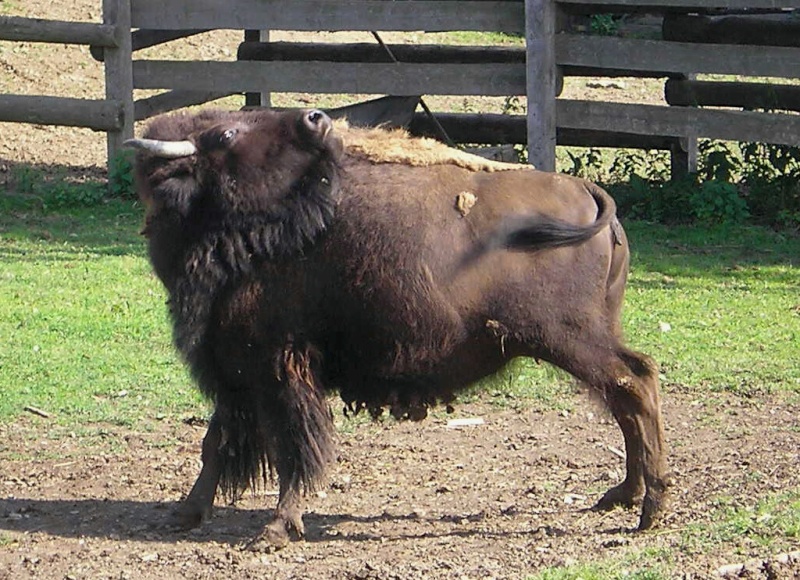 Bison-Kuh in eigener Modellierung für die Figurengröße 7 cm Baffel10