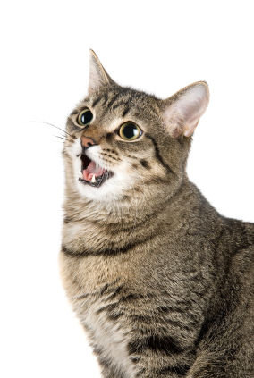 why cats are fucking great Istock10