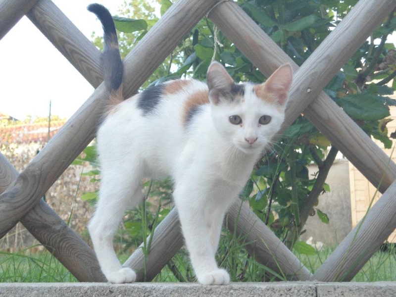 les chatons en fa sous le refuge animalier de Brax à adopter (47) 53904810