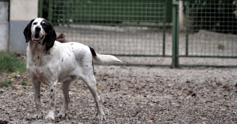 Néo chien courant au refuge animalier de brax (47) Dsc_0010