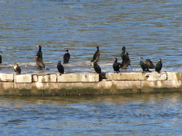 Cormorans 011_210