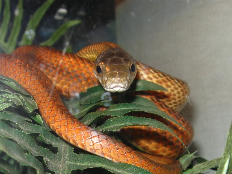 baird rat snake Img_8615