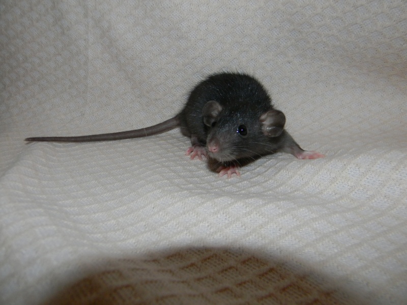 4 bébés rats males dumbos à adopter au Havre,et leur papa dumbo 20120126