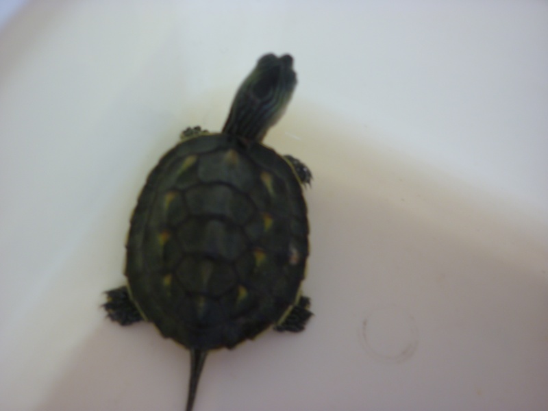 santé pour un juvenile mauremys sinensis Tortue11