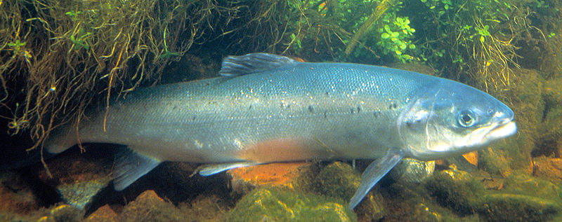 vie et Moeurs : Le saumon Atlantique 800px-10