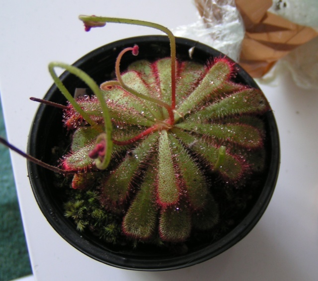 Drosera Coccicaulis  Sans_t10