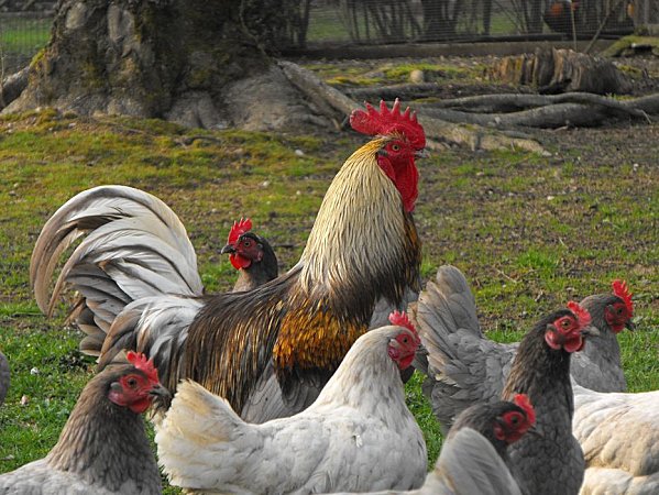 la limousine (coq de pêche) Poule-10