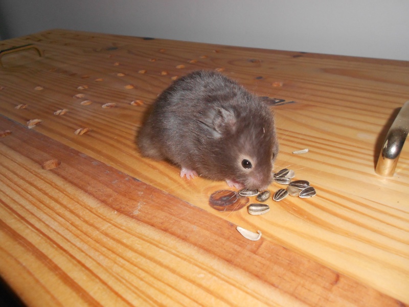 Cherche hamster angora Dscn3714