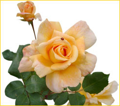 Octobre le mois du Saint Rosaire Rose12
