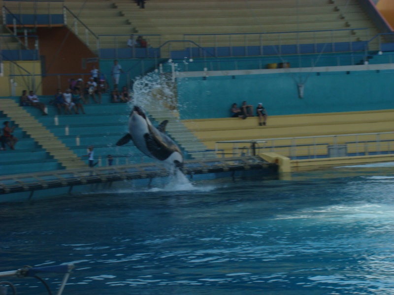 Nouvelles des orques du Marineland d'Antibes ! - Page 5 Dsc07717